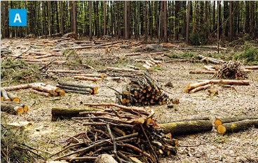 Deforestation