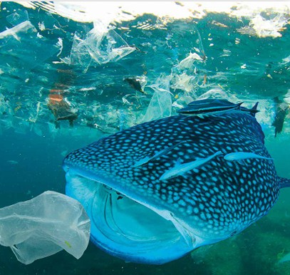 Plastic pollution in ocean