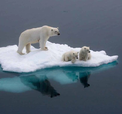 Polar bears on melting ice